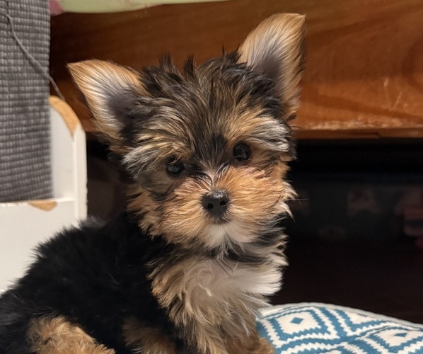 Medium Photo #1 Yorkshire Terrier Puppy For Sale in VALRICO, FL, USA