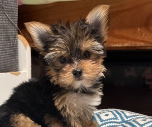 Yorkshire Terrier Puppy for sale in VALRICO, FL, USA