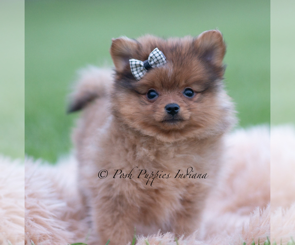 Medium Photo #49 Pomeranian Puppy For Sale in WARSAW, IN, USA