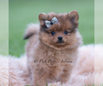 Small Photo #49 Pomeranian Puppy For Sale in WARSAW, IN, USA