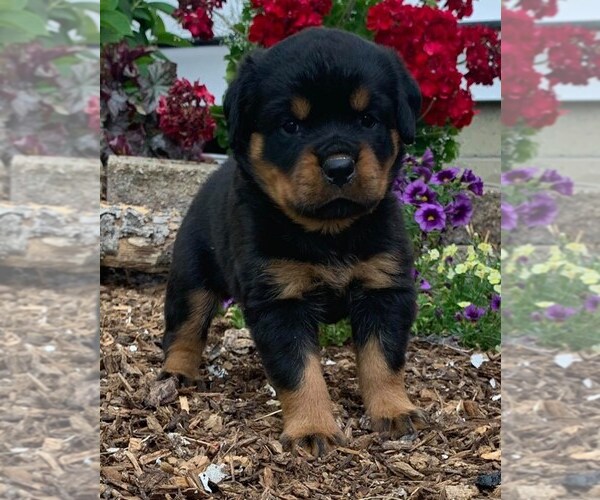 Medium Photo #1 Rottweiler Puppy For Sale in NAPPANEE, IN, USA