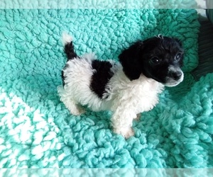 Poodle (Toy) Puppy for sale in LAUREL, MS, USA