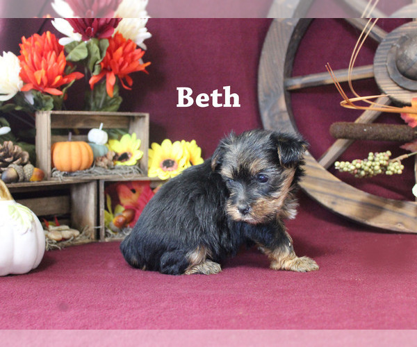 Medium Photo #2 Yorkshire Terrier Puppy For Sale in CHANUTE, KS, USA