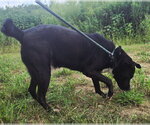 Small #4 American Staffordshire Terrier Mix