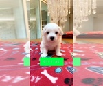 Small Photo #2 Bichon Frise Puppy For Sale in RACINE, WI, USA