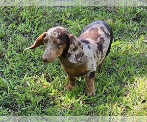 Dachshund Puppy for sale in CLARK, MO, USA