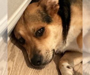 American French Bull Terrier-Unknown Mix Dog for Adoption in DALLAS, Texas USA