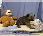 Small German Shepherd Dog Mix