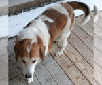 Small #3 Beagle Mix