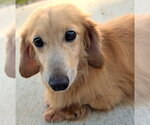 Small #1 Dachshund