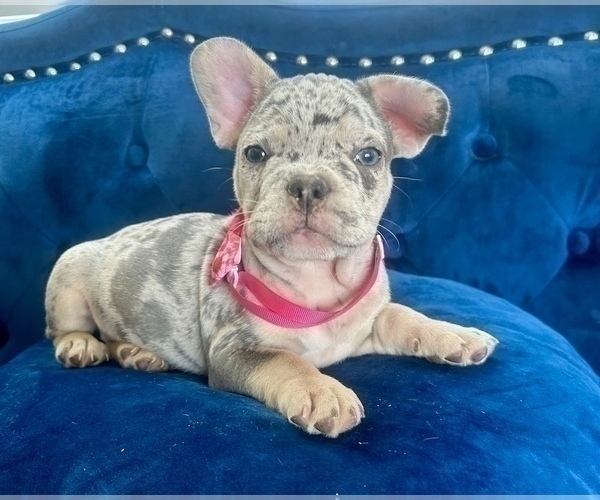 Medium Photo #3 French Bulldog Puppy For Sale in HAYWARD, CA, USA