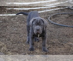 Puppy Argenta Cane Corso