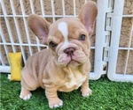 Small #14 French Bulldog