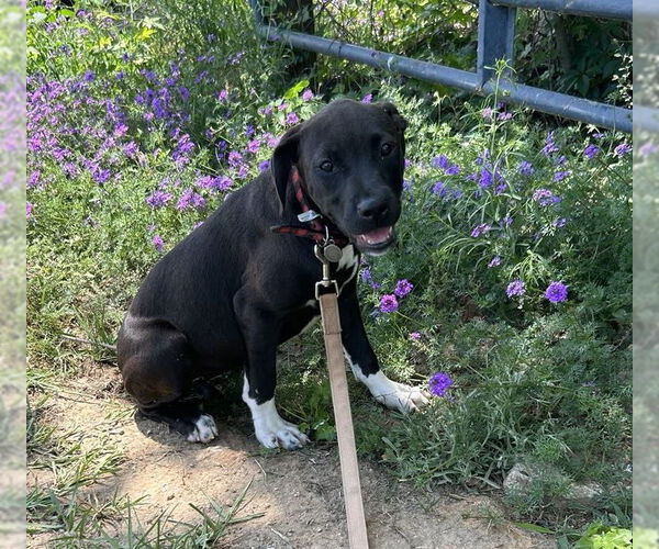 Medium Photo #4 Bulldog Puppy For Sale in Tarrytown, GA, USA