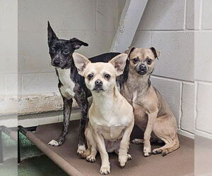 Zia - Female Chug Dog for Adoption - Photo #5