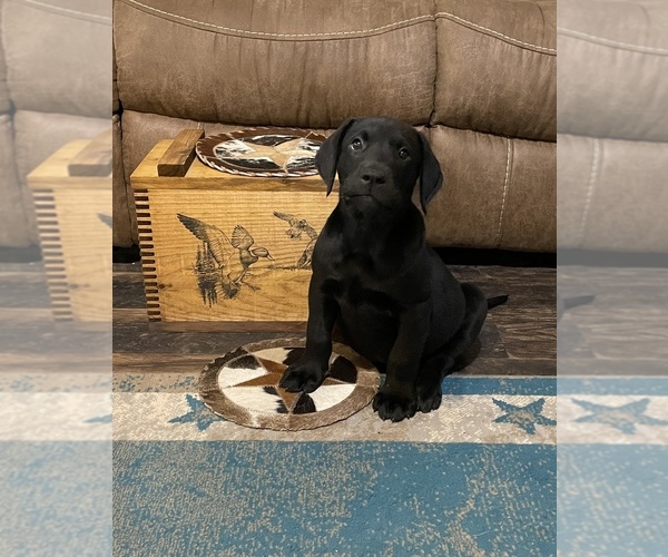 Medium Photo #1 Labrador Retriever Puppy For Sale in WALLER, TX, USA