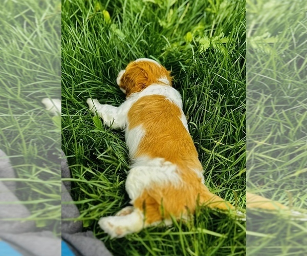 Medium Photo #7 Cavalier King Charles Spaniel Puppy For Sale in CARLSBAD, CA, USA