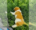 Small Photo #7 Cavalier King Charles Spaniel Puppy For Sale in CARLSBAD, CA, USA