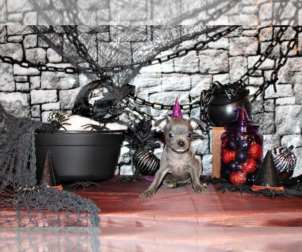 Medium Photo #6 Chihuahua Puppy For Sale in CHARLESTON, AR, USA