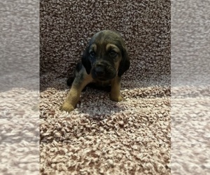 Bloodhound Puppy for Sale in STOCKTON, California USA