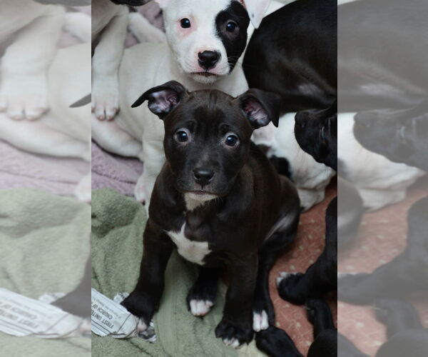 Medium Photo #10 American Pit Bull Terrier-Labrador Retriever Mix Puppy For Sale in Rockaway, NJ, USA