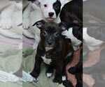 Small #9 American Pit Bull Terrier-Labrador Retriever Mix