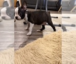 Small #7 Boston Terrier