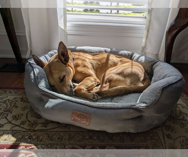 Medium Photo #6 Chihuahua-Unknown Mix Puppy For Sale in Mundelein, IL, USA