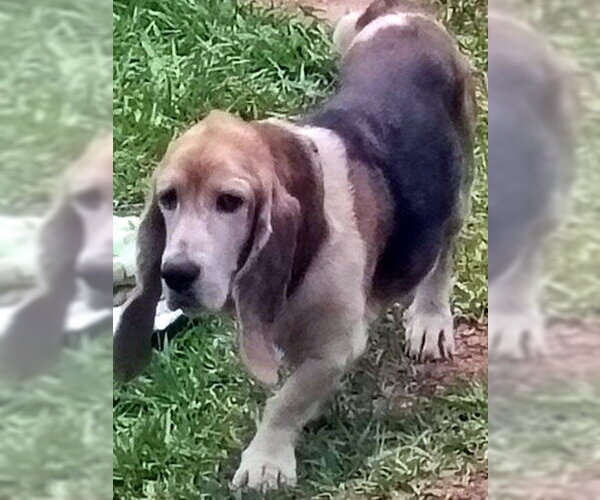 Medium Photo #1 Basset Hound Puppy For Sale in Deepwater, NJ, USA