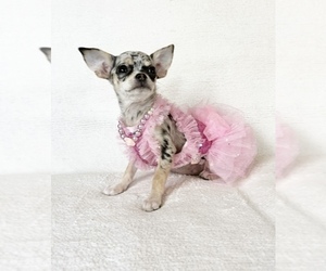 Chihuahua Puppy for sale in SACRAMENTO, CA, USA