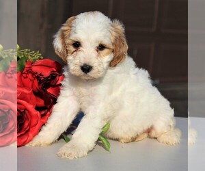 Goldendoodle-Poodle (Miniature) Mix Puppy for sale in LEOLA, PA, USA