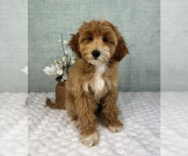 Medium Photo #1 Goldendoodle Puppy For Sale in FRANKLIN, IN, USA