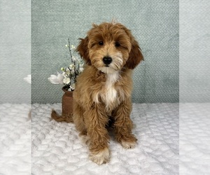 Goldendoodle Puppy for sale in FRANKLIN, IN, USA