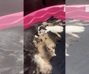 Schnauzer (Miniature) Puppy for sale in MC CAYSVILLE, GA, USA