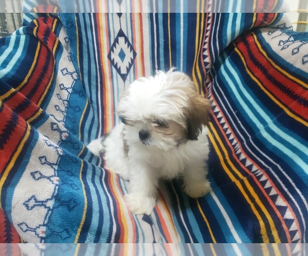 Medium Photo #1 Shih Tzu Puppy For Sale in MOUNTAIN GROVE, MO, USA