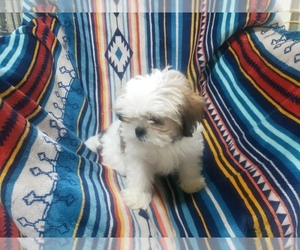 Medium Shih Tzu