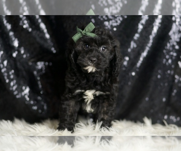 Medium Photo #100 Cavapoo Puppy For Sale in WARSAW, IN, USA