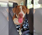 Small #4 Mountain Cur Mix