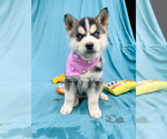 Puppy Bandana Siberian Husky