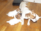Small Photo #1 Jack Russell Terrier Puppy For Sale in CINCINNATI, OH, USA