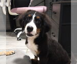 Small #3 Bernese Mountain Dog