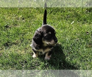 Dachshund Puppy for sale in HARTFORD, MI, USA