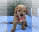 Small Photo #9 Miniature Labradoodle Puppy For Sale in BOWLING GREEN, KY, USA