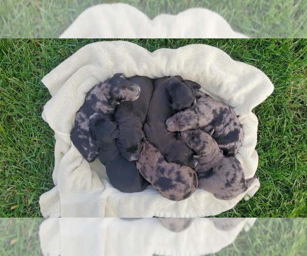 Medium Photo #1 Cattle Doodle Puppy For Sale in ATHENS TOWNSHIP, PA, USA