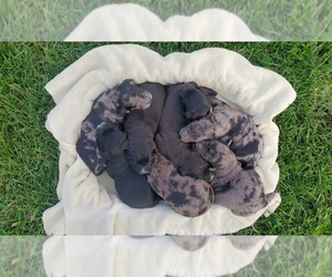 Cattle Doodle Litter for sale in ATHENS TOWNSHIP, PA, USA