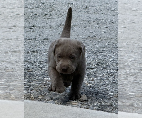 Medium Photo #1 Labrador Retriever Puppy For Sale in CLINTON, SC, USA