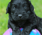 Small #2 English Cream Golden Retriever-Poodle (Standard) Mix