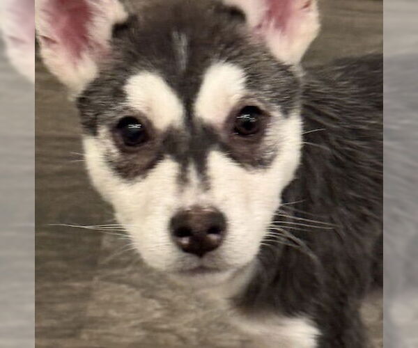 Medium Photo #1 Siberian Husky-Unknown Mix Puppy For Sale in Fargo, ND, USA