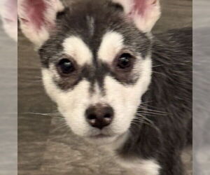 Siberian Husky-Unknown Mix Dogs for adoption in Fargo, ND, USA