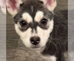 Small Siberian Husky Mix